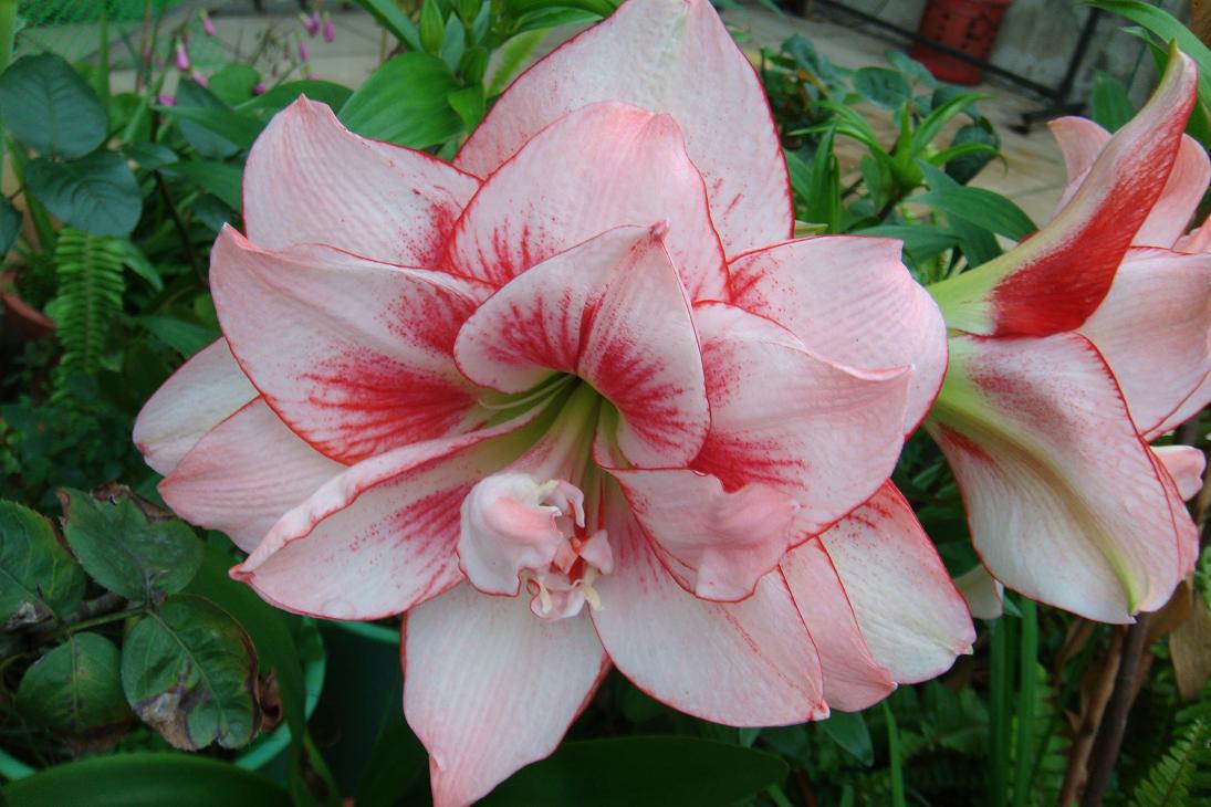 按此在新視窗瀏覽圖片