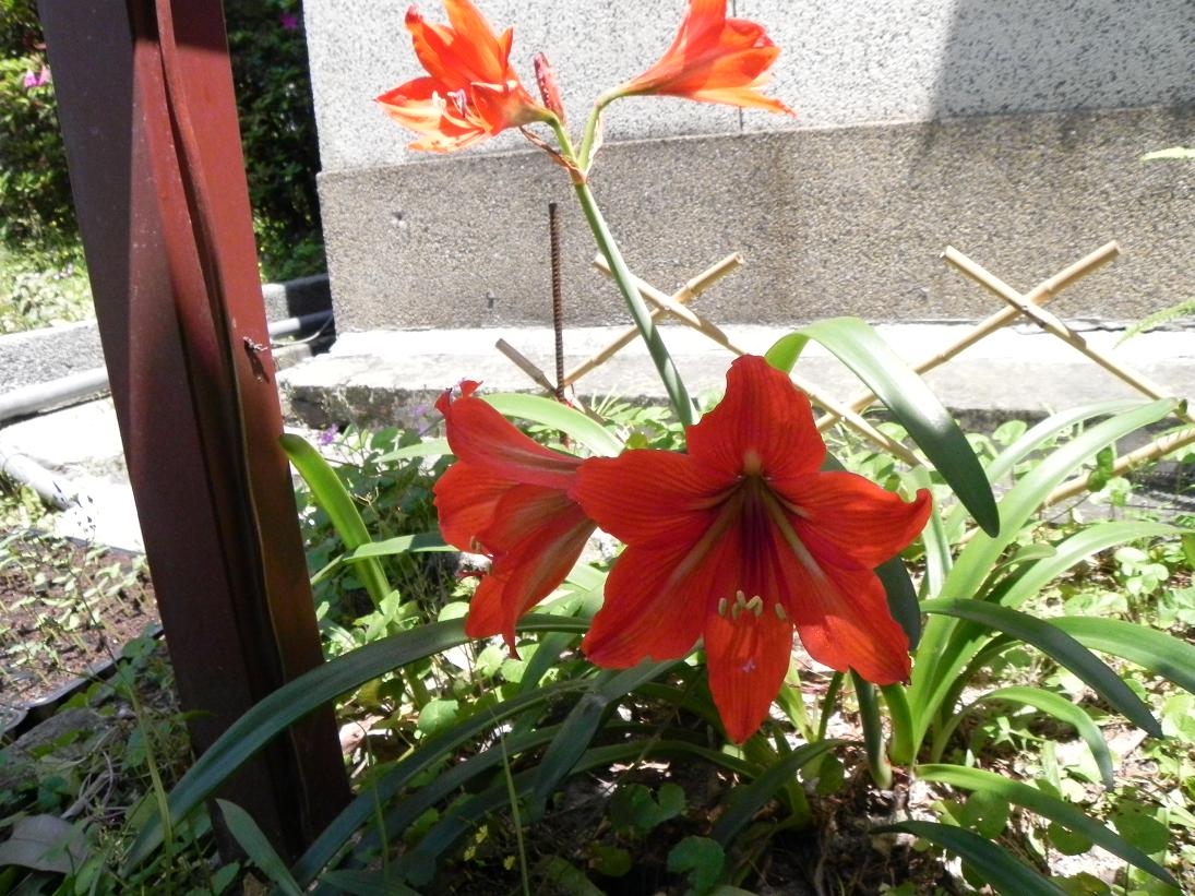 按此在新視窗瀏覽圖片