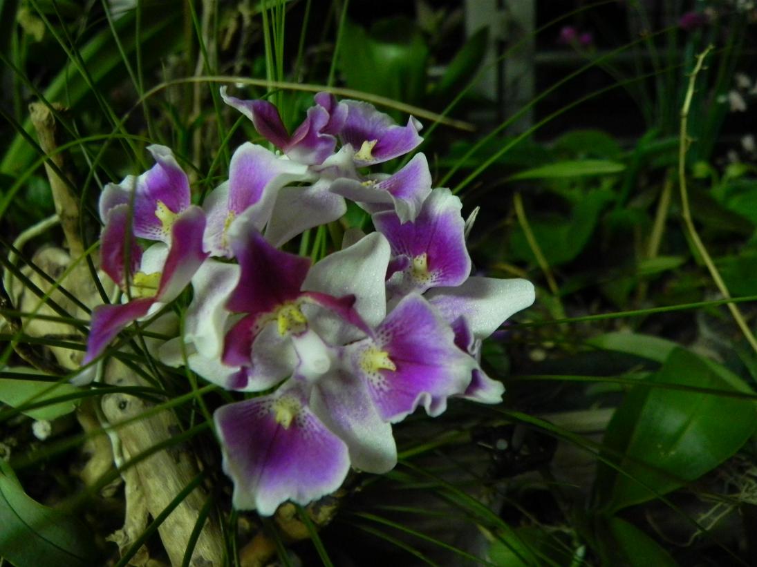 按此在新視窗瀏覽圖片