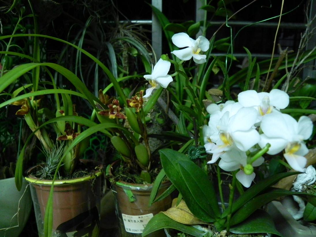 按此在新視窗瀏覽圖片