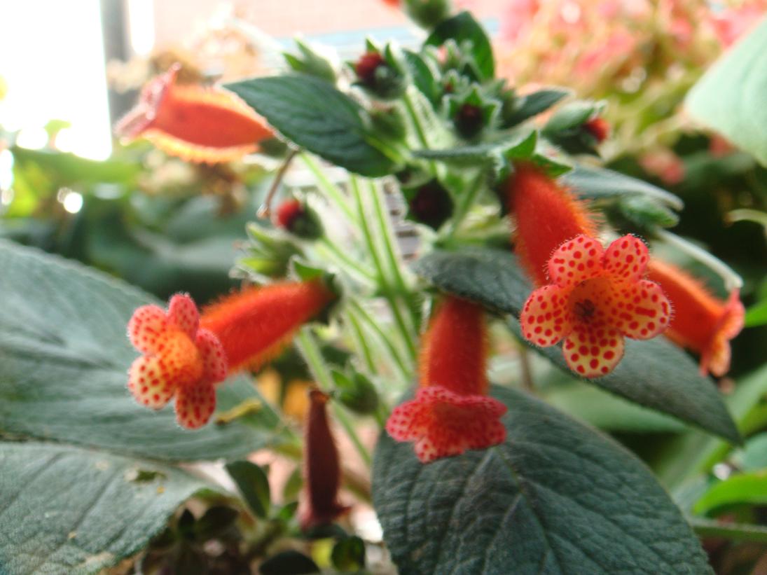 按此在新視窗瀏覽圖片