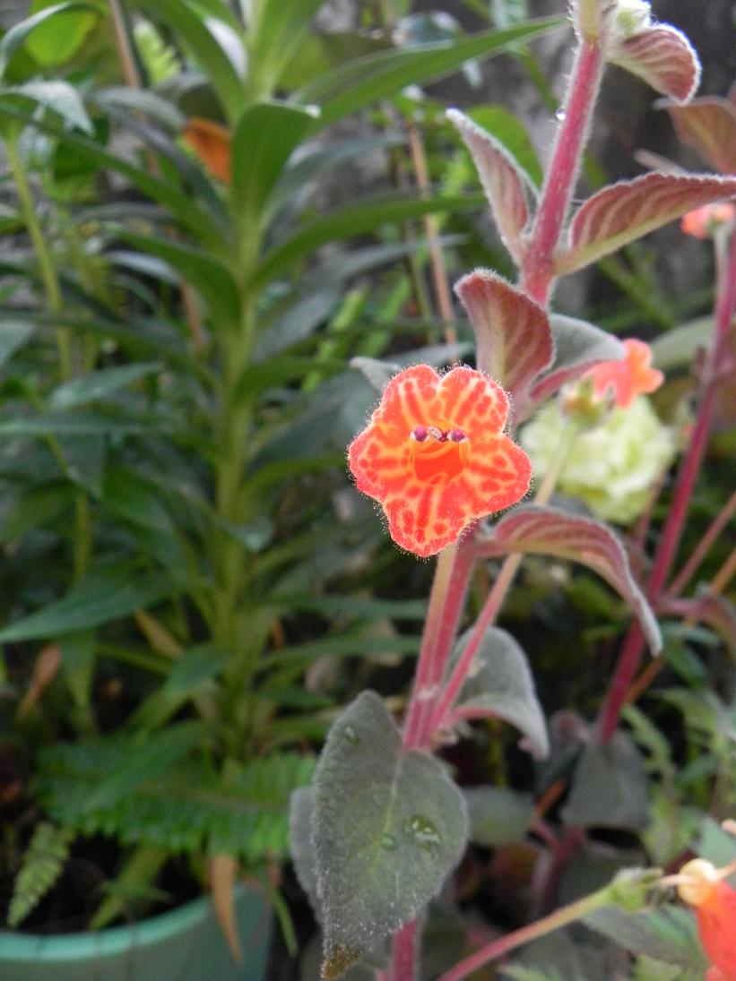 按此在新視窗瀏覽圖片