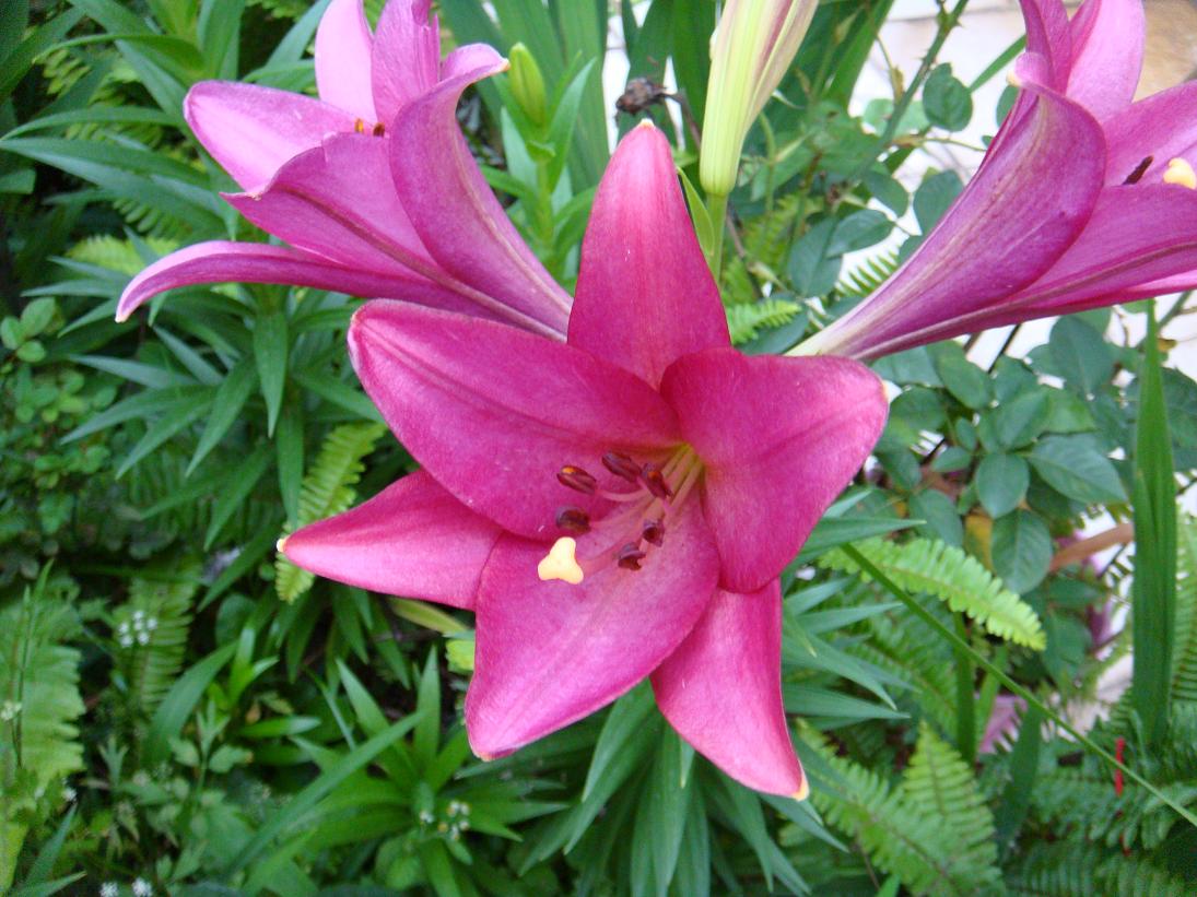 按此在新視窗瀏覽圖片