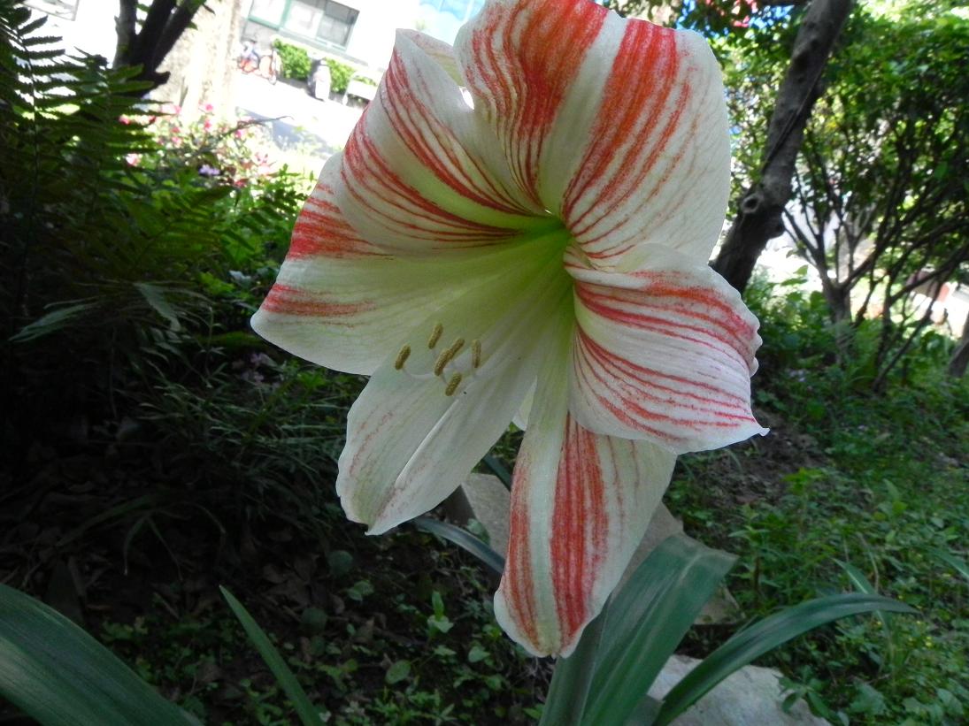 按此在新視窗瀏覽圖片