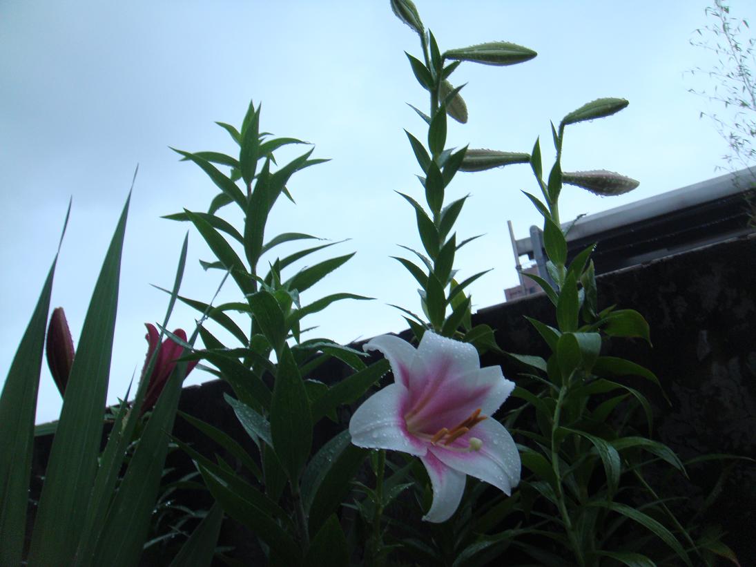 按此在新視窗瀏覽圖片