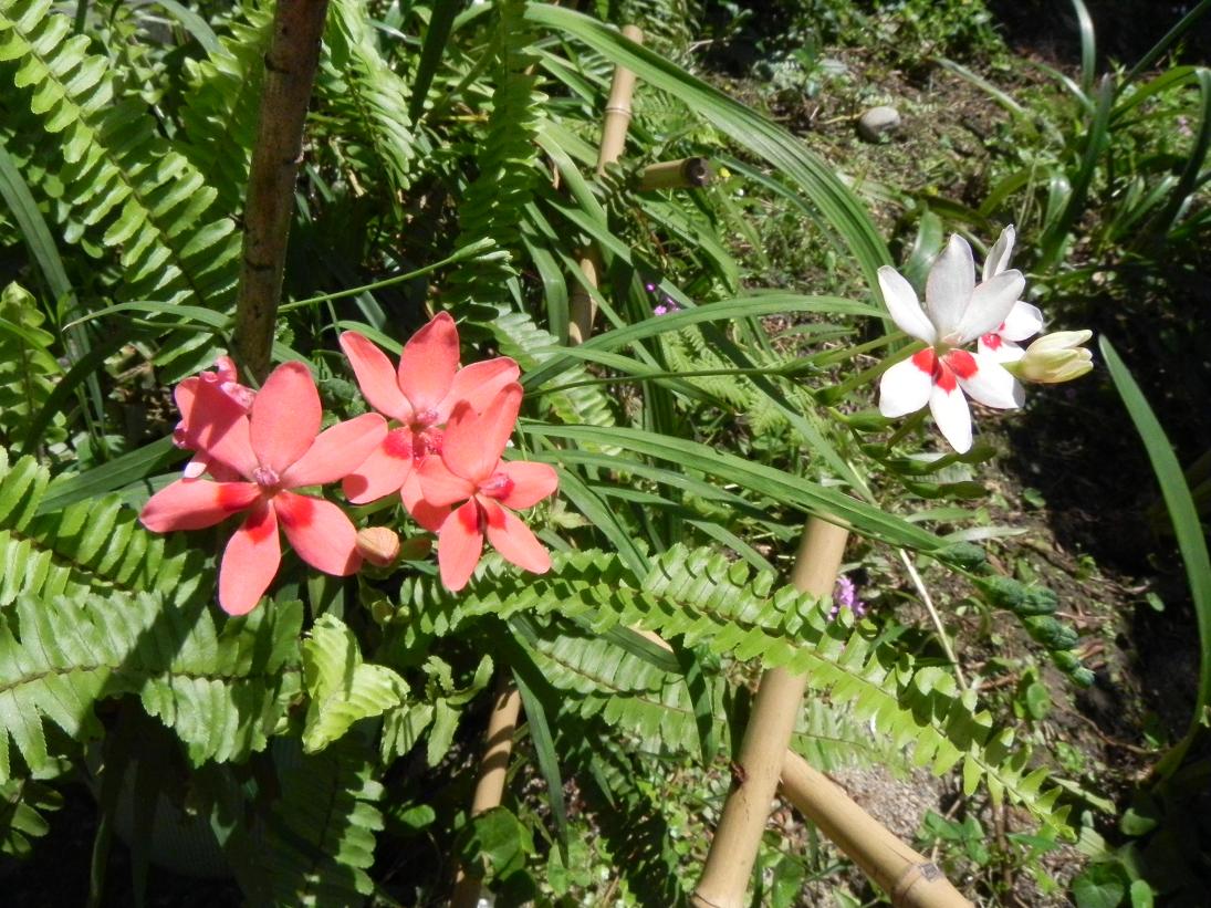 按此在新視窗瀏覽圖片