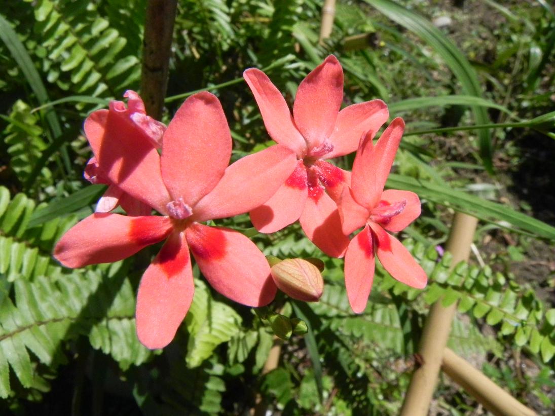 按此在新視窗瀏覽圖片