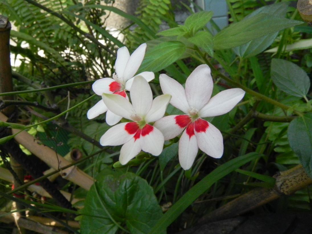 按此在新視窗瀏覽圖片