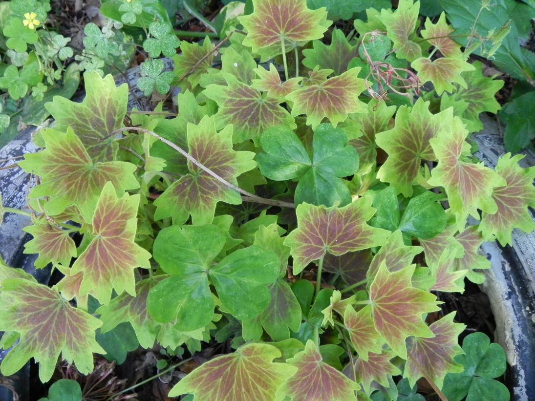 按此在新視窗瀏覽圖片