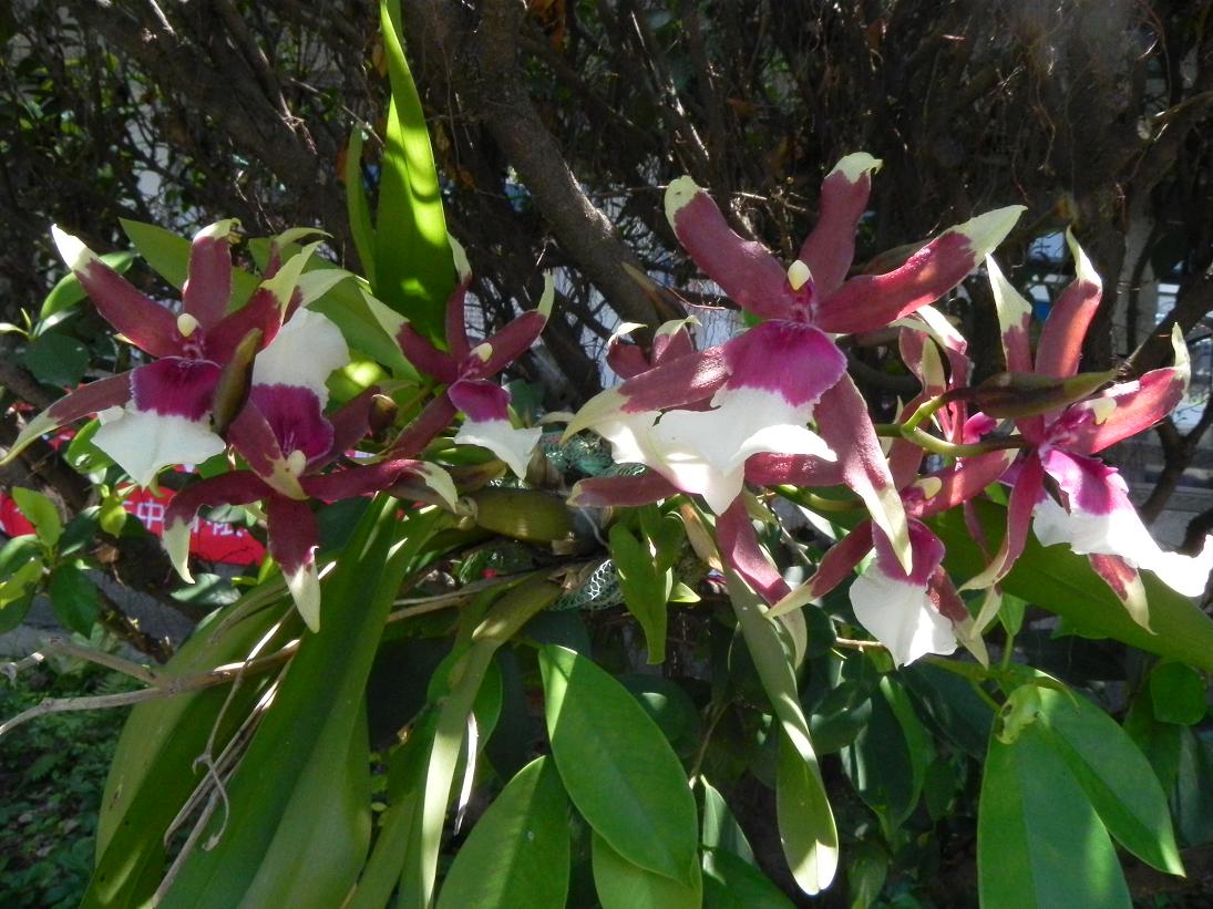 按此在新視窗瀏覽圖片