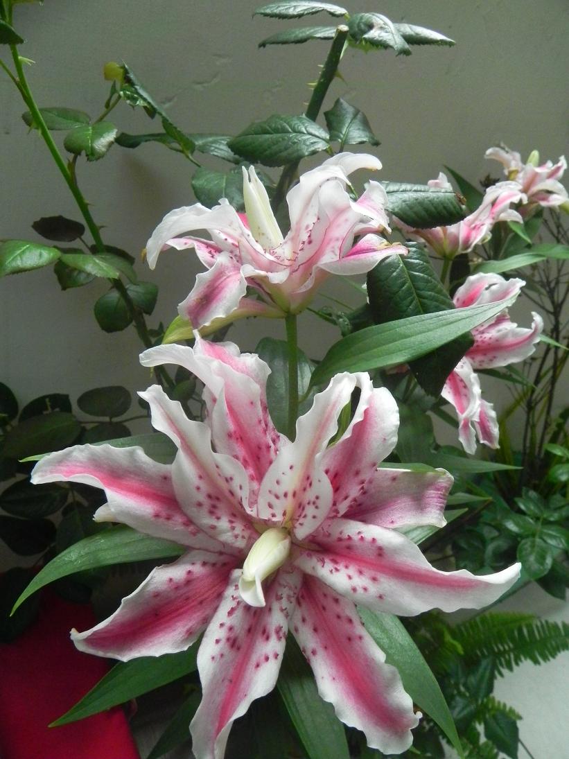 按此在新視窗瀏覽圖片