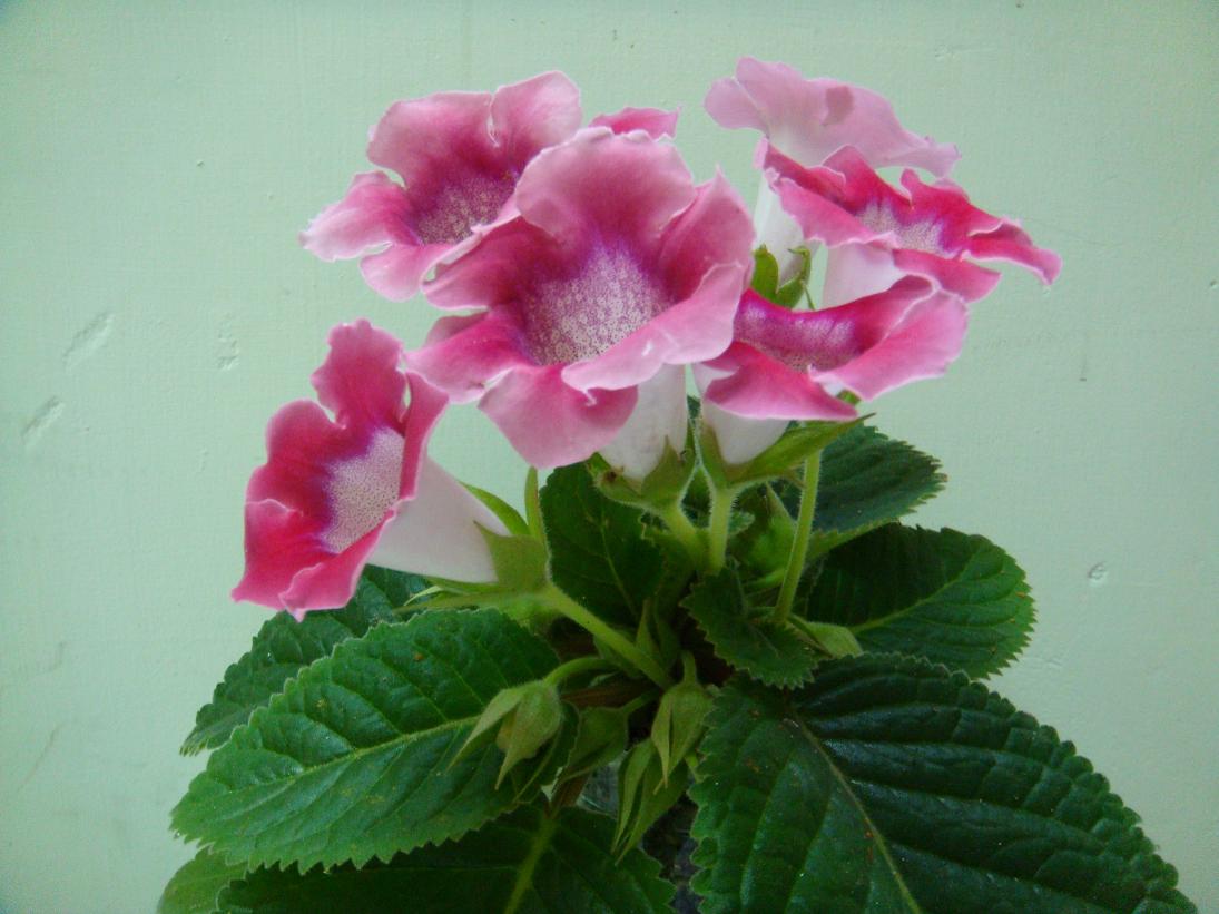 按此在新視窗瀏覽圖片