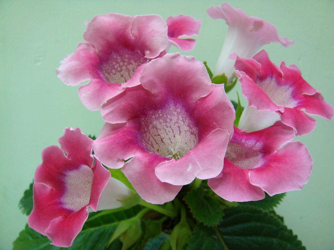 按此在新視窗瀏覽圖片