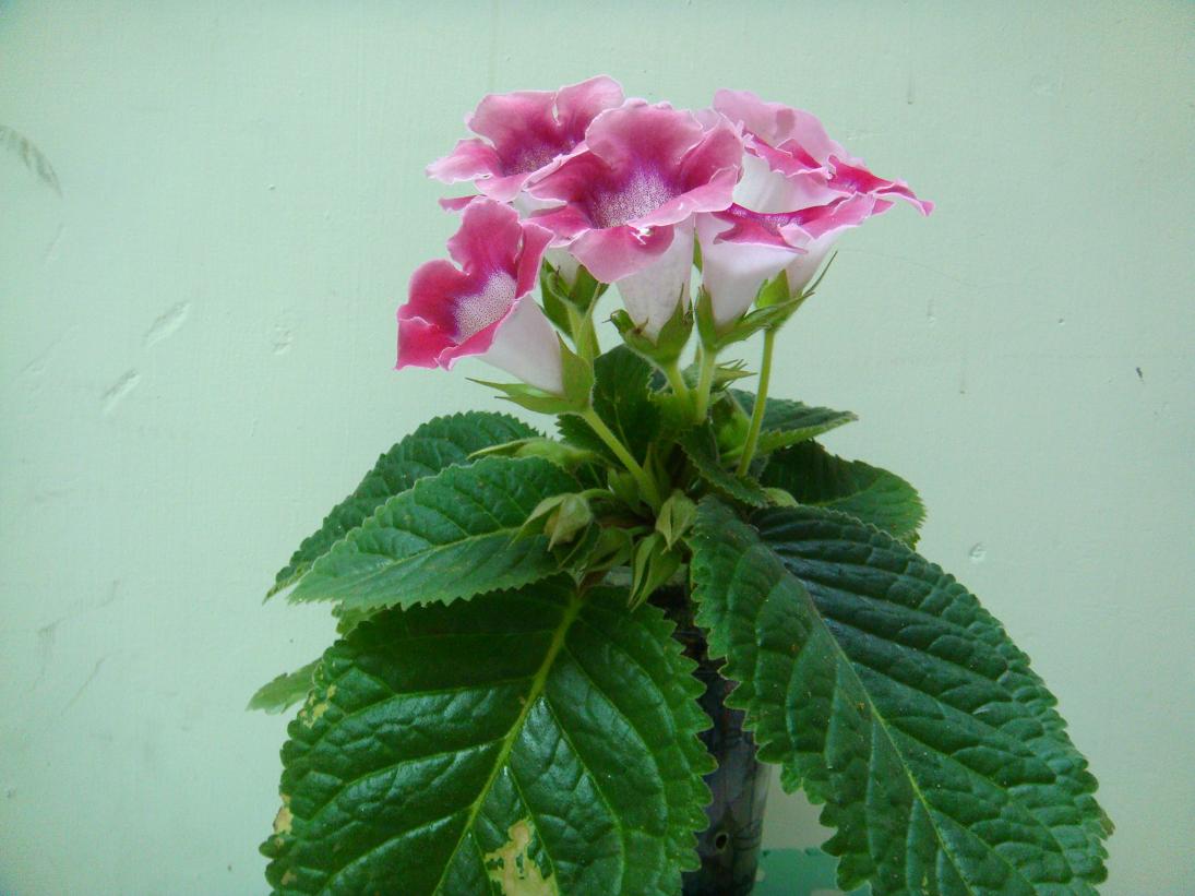 按此在新視窗瀏覽圖片