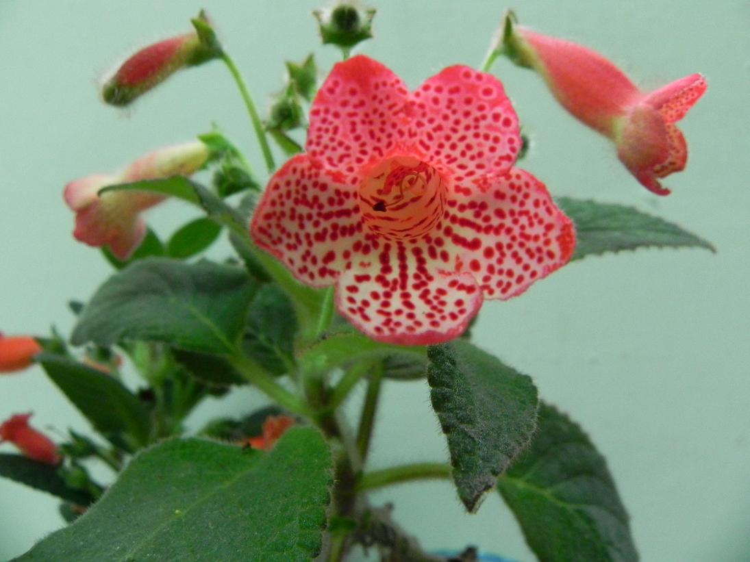 按此在新視窗瀏覽圖片