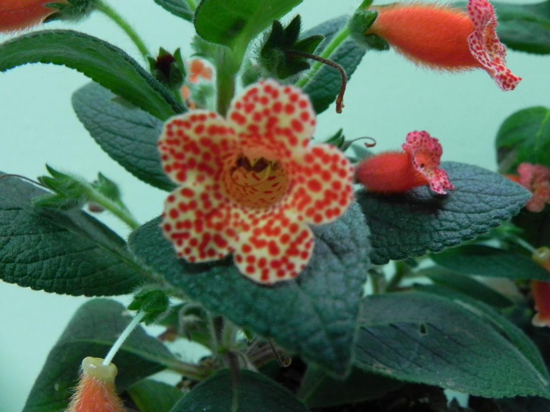 按此在新視窗瀏覽圖片