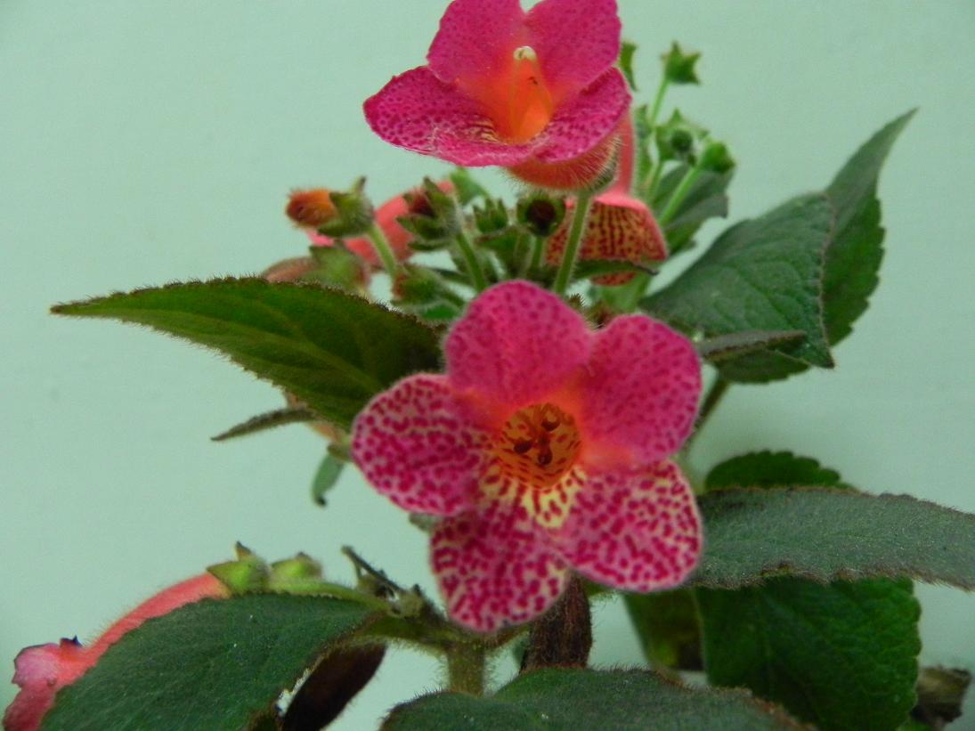 按此在新視窗瀏覽圖片