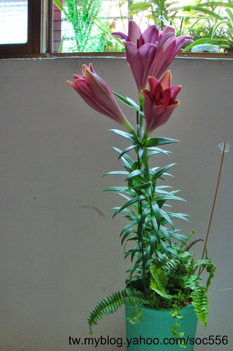 按此在新視窗瀏覽圖片