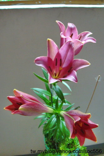 按此在新視窗瀏覽圖片