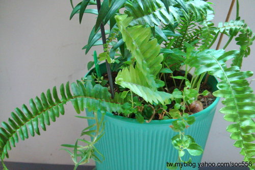 按此在新視窗瀏覽圖片