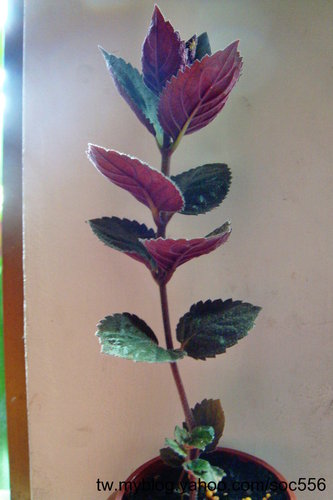 按此在新視窗瀏覽圖片