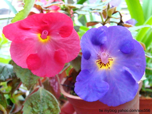 按此在新視窗瀏覽圖片