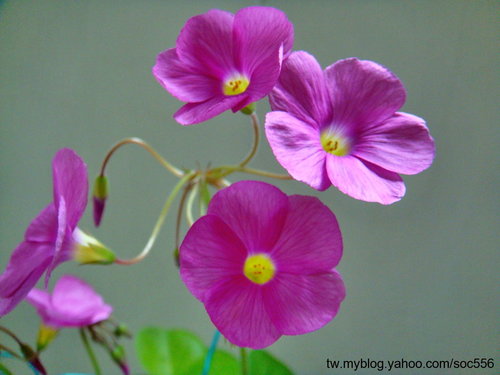 按此在新視窗瀏覽圖片