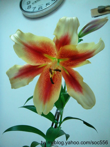 按此在新視窗瀏覽圖片