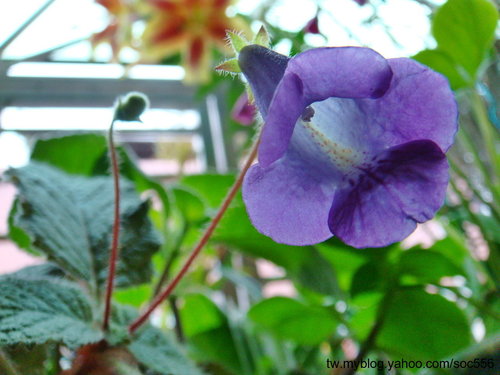 按此在新視窗瀏覽圖片