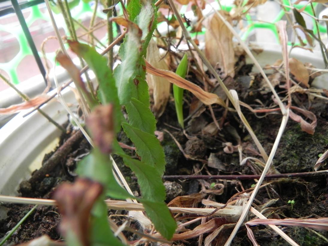 按此在新視窗瀏覽圖片