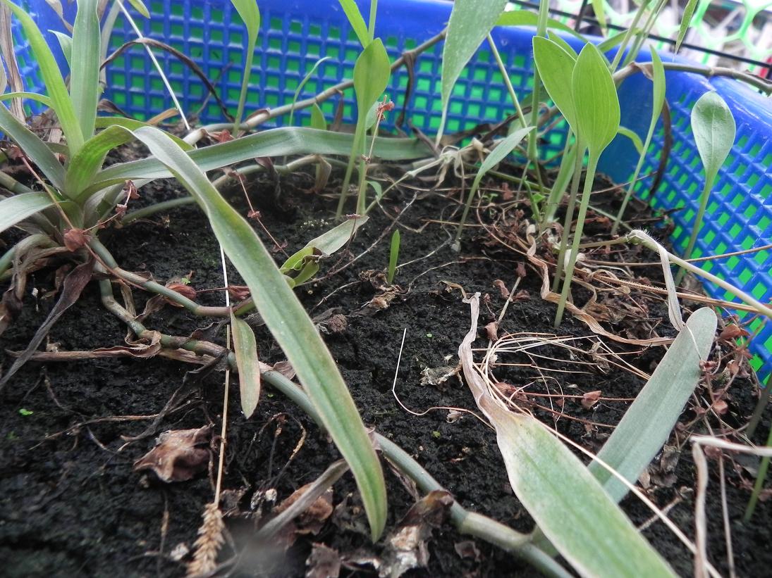 按此在新視窗瀏覽圖片