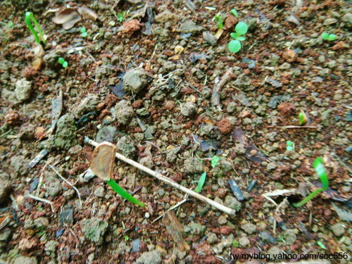 按此在新視窗瀏覽圖片