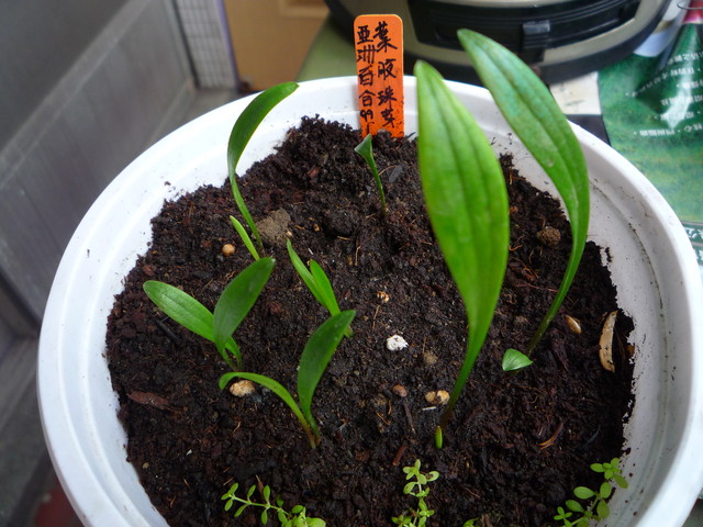 按此在新視窗瀏覽圖片