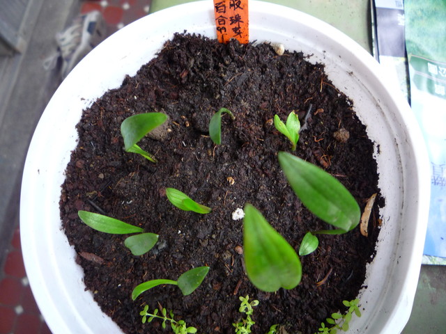 按此在新視窗瀏覽圖片