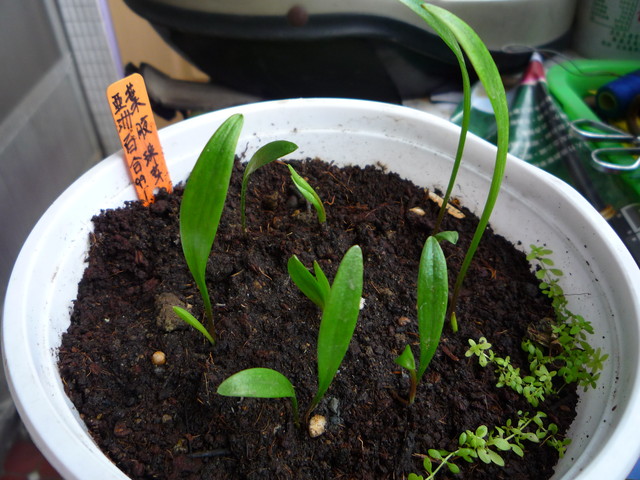 按此在新視窗瀏覽圖片