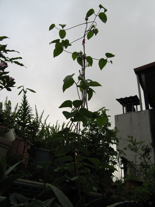 «ö¦¹¦b·sµøµ¡ÂsÄý¹Ï¤ù