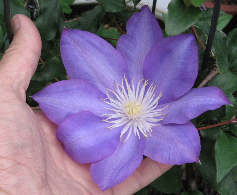 «ö¦¹¦b·sµøµ¡ÂsÄý¹Ï¤ù