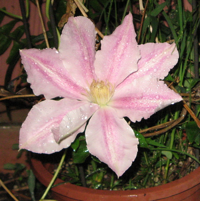 «ö¦¹¦b·sµøµ¡ÂsÄý¹Ï¤ù