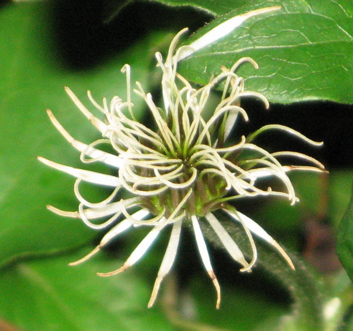 «ö¦¹¦b·sµøµ¡ÂsÄý¹Ï¤ù