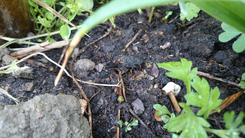 «ö¦¹¦b·sµøµ¡ÂsÄý¹Ï¤ù