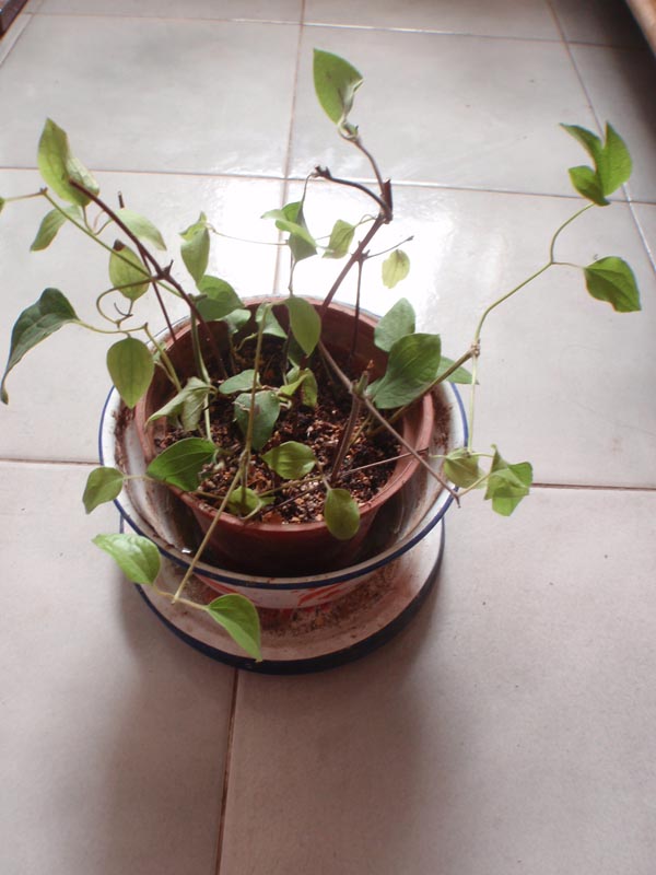 «ö¦¹¦b·sµøµ¡ÂsÄý¹Ï¤ù