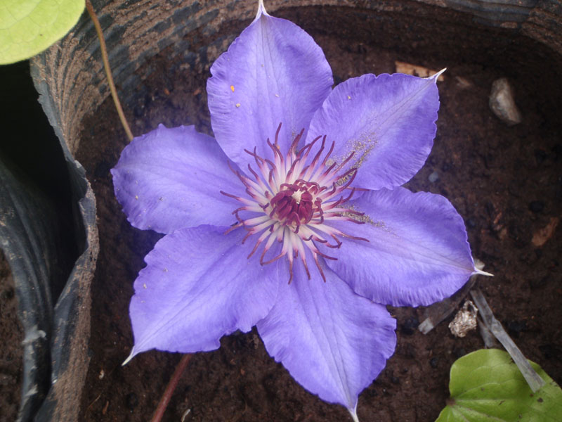 «ö¦¹¦b·sµøµ¡ÂsÄý¹Ï¤ù