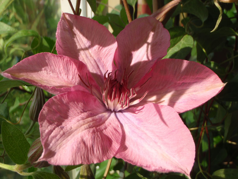 «ö¦¹¦b·sµøµ¡ÂsÄý¹Ï¤ù