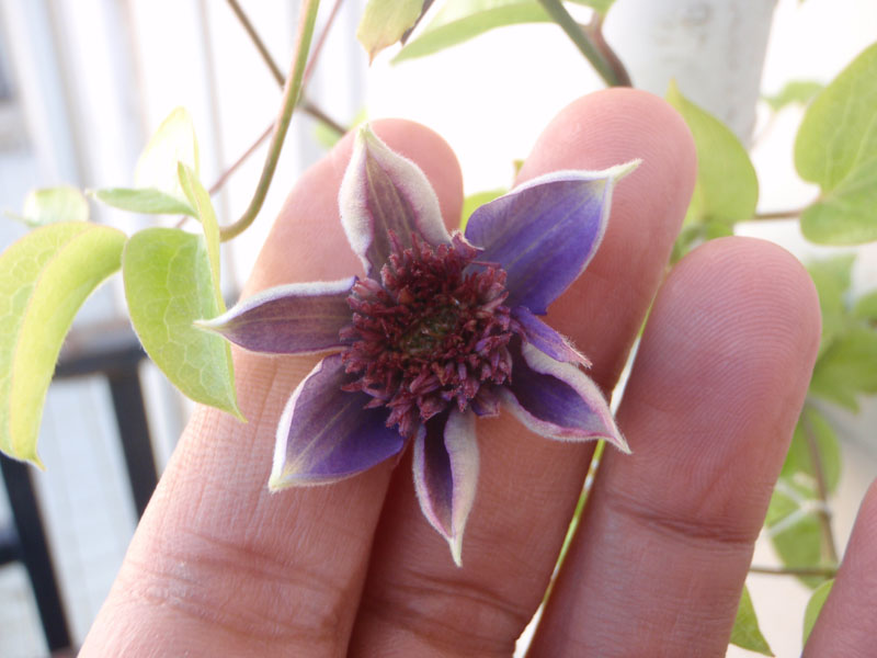 «ö¦¹¦b·sµøµ¡ÂsÄý¹Ï¤ù