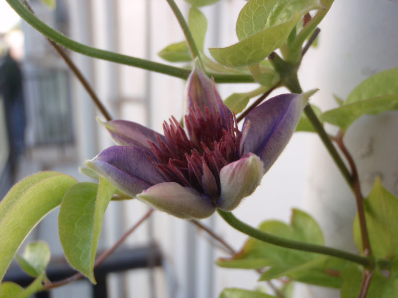 «ö¦¹¦b·sµøµ¡ÂsÄý¹Ï¤ù