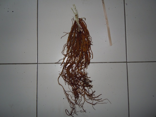 «ö¦¹¦b·sµøµ¡ÂsÄý¹Ï¤ù