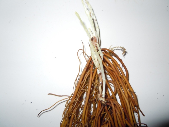 «ö¦¹¦b·sµøµ¡ÂsÄý¹Ï¤ù