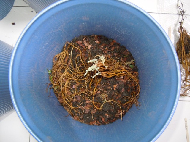 «ö¦¹¦b·sµøµ¡ÂsÄý¹Ï¤ù