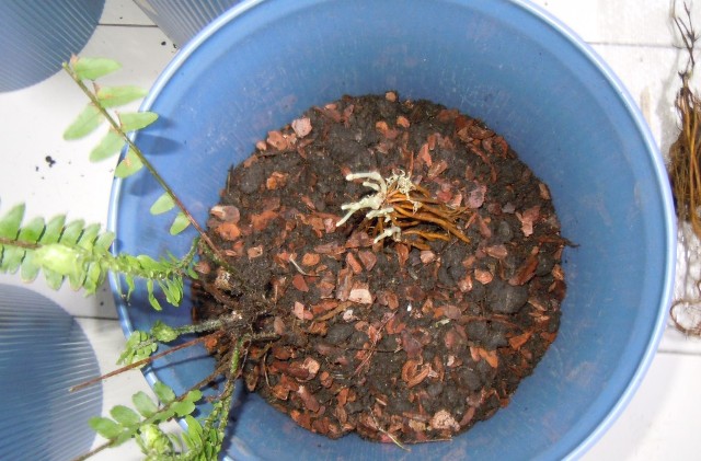 «ö¦¹¦b·sµøµ¡ÂsÄý¹Ï¤ù