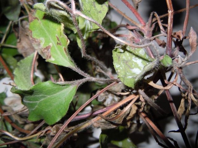 «ö¦¹¦b·sµøµ¡ÂsÄý¹Ï¤ù